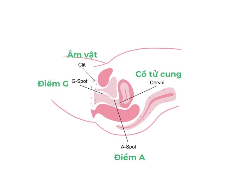 Điểm A là một vùng nhạy cảm ở thành trước (phía rốn) của âm đạo, phía sau điểm G, dọc theo thành trước của âm đạo gần cổ tử cung. Nó nằm sâu trong âm đạo khoảng 15 cm, và sâu hơn điểm G khoảng 2,5 - 5 cm.